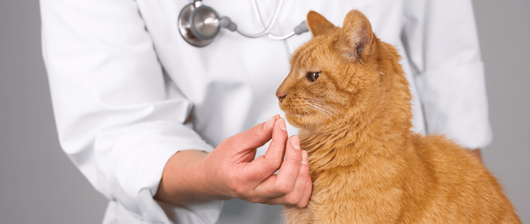 Pilule pour chat